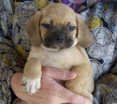 How much do puggle dog breeds cost?