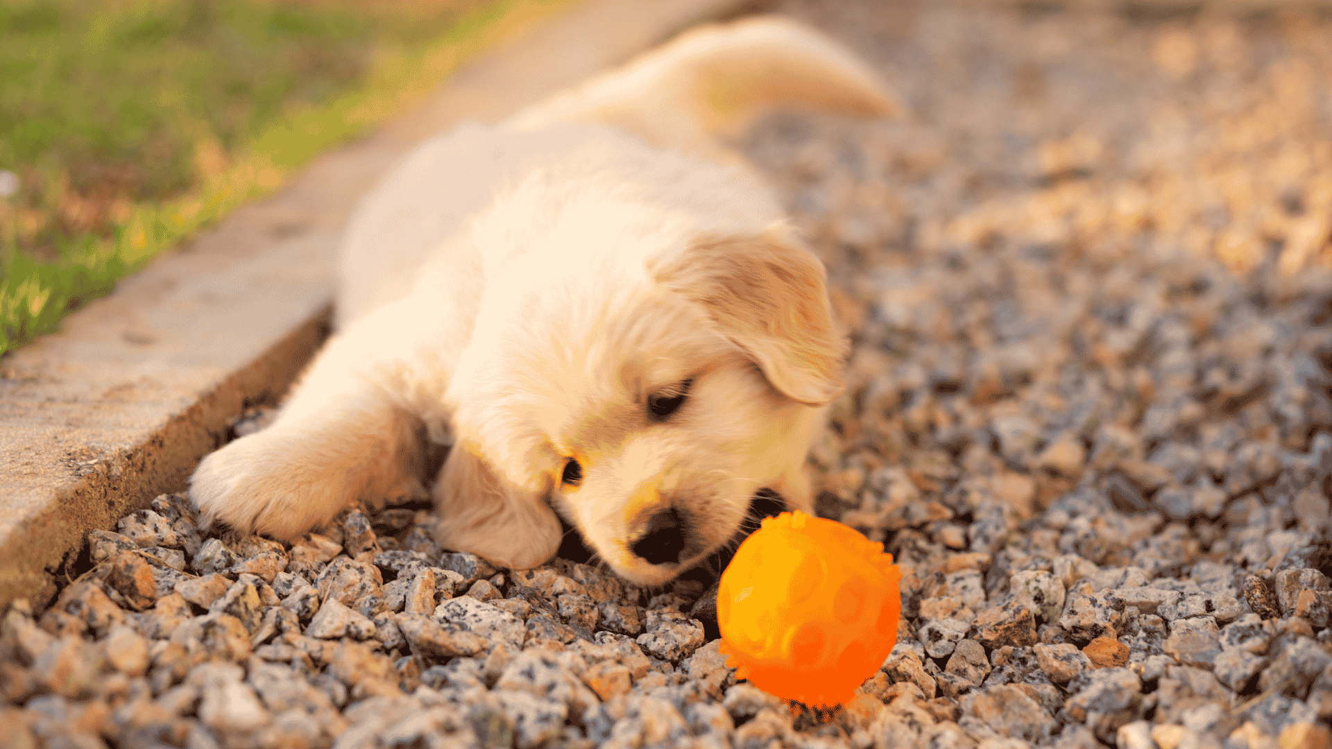 Puppies for Sale Near Roanoke, VA