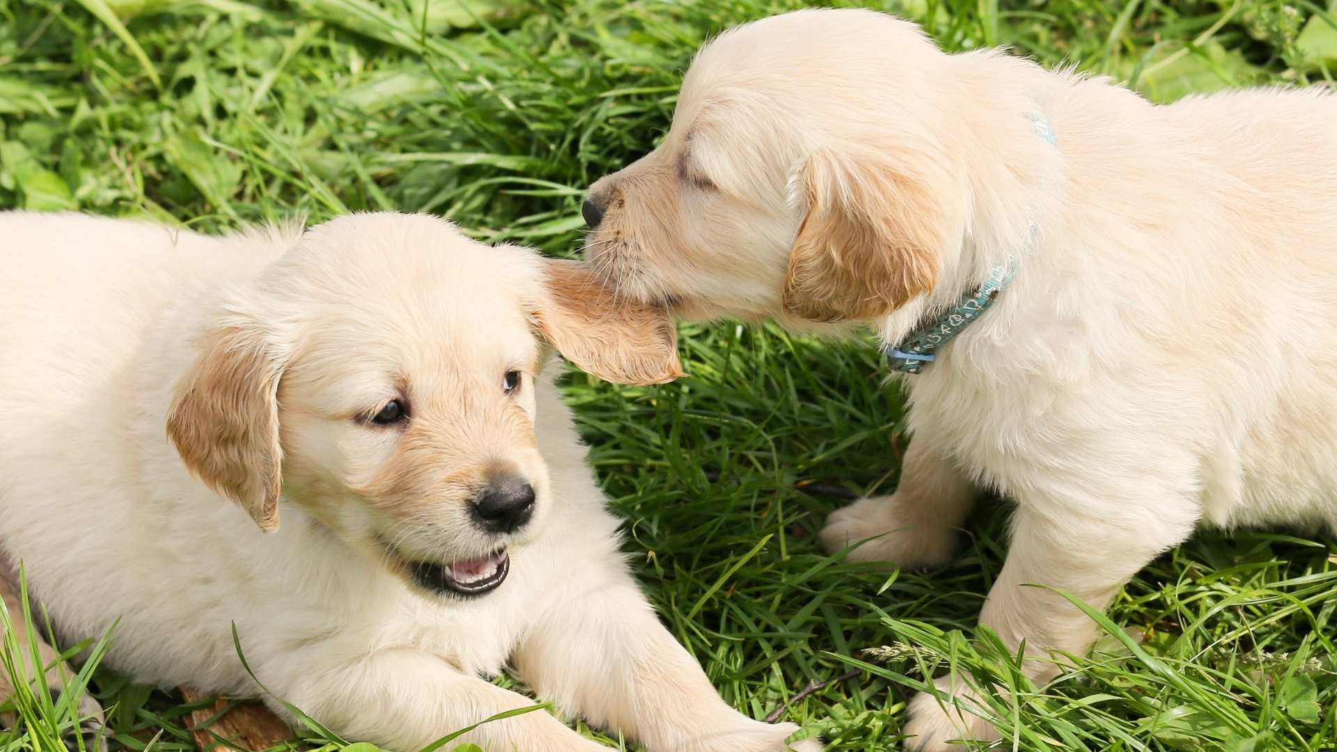 Puppies for Sale