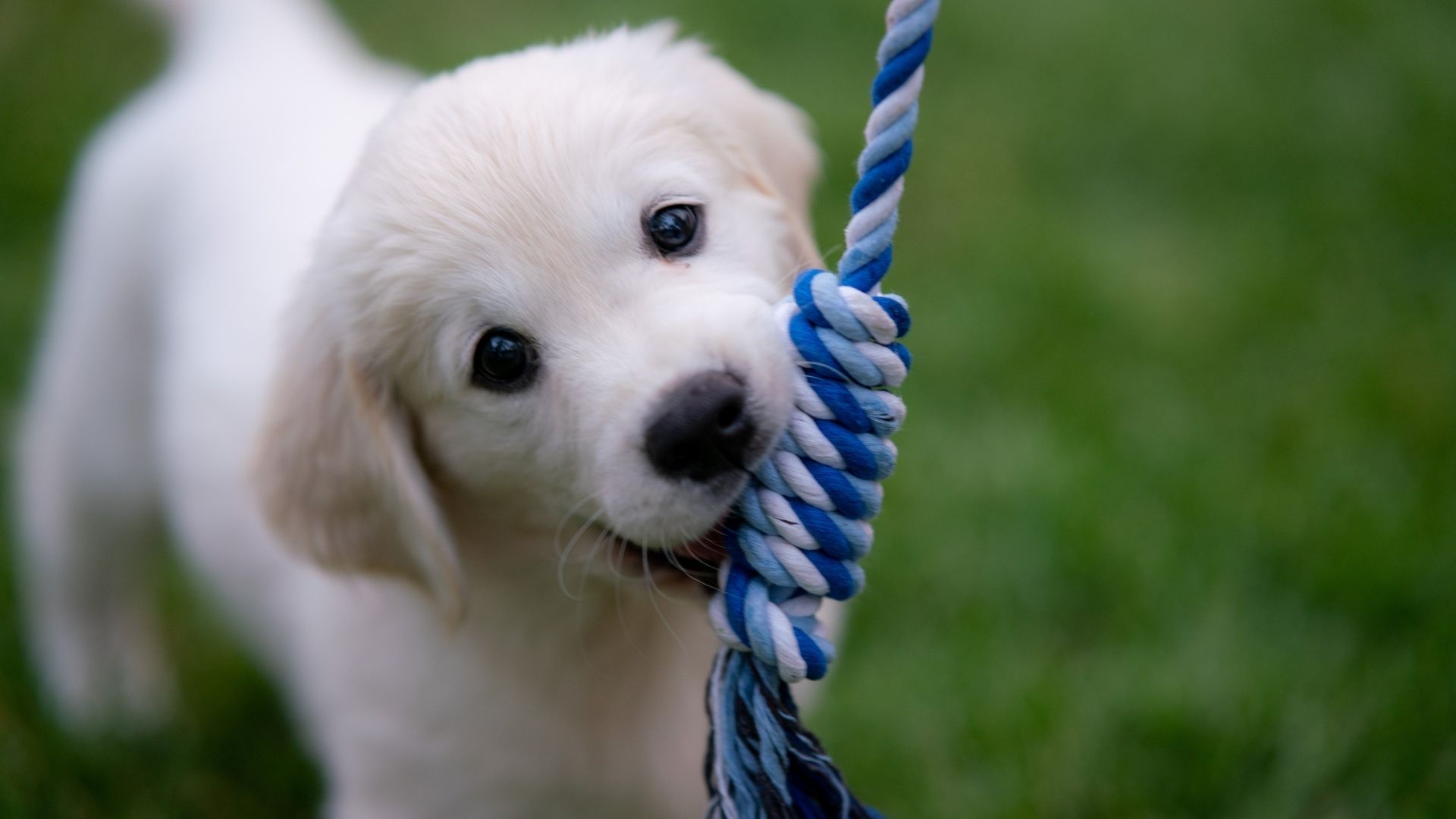 Puppies for Sale Davidson