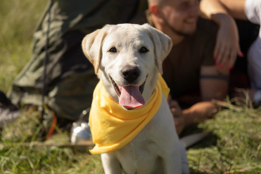 Puppy Locator Near Me