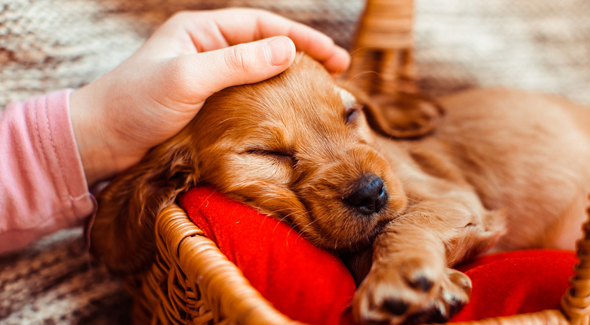 The pretty girl embarcing a basket with dog