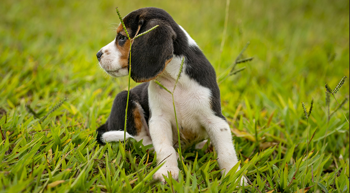 Puppies for Sale Goldsboro, NC