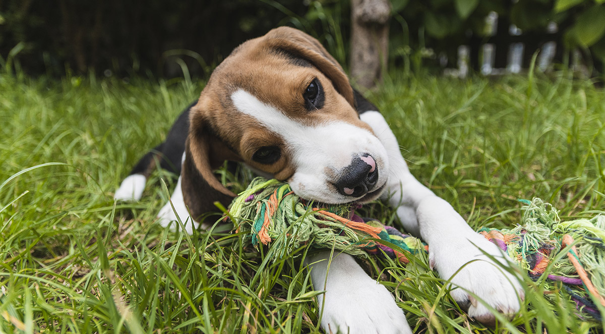 Puppies for Sale Roanoke Rapids, NC