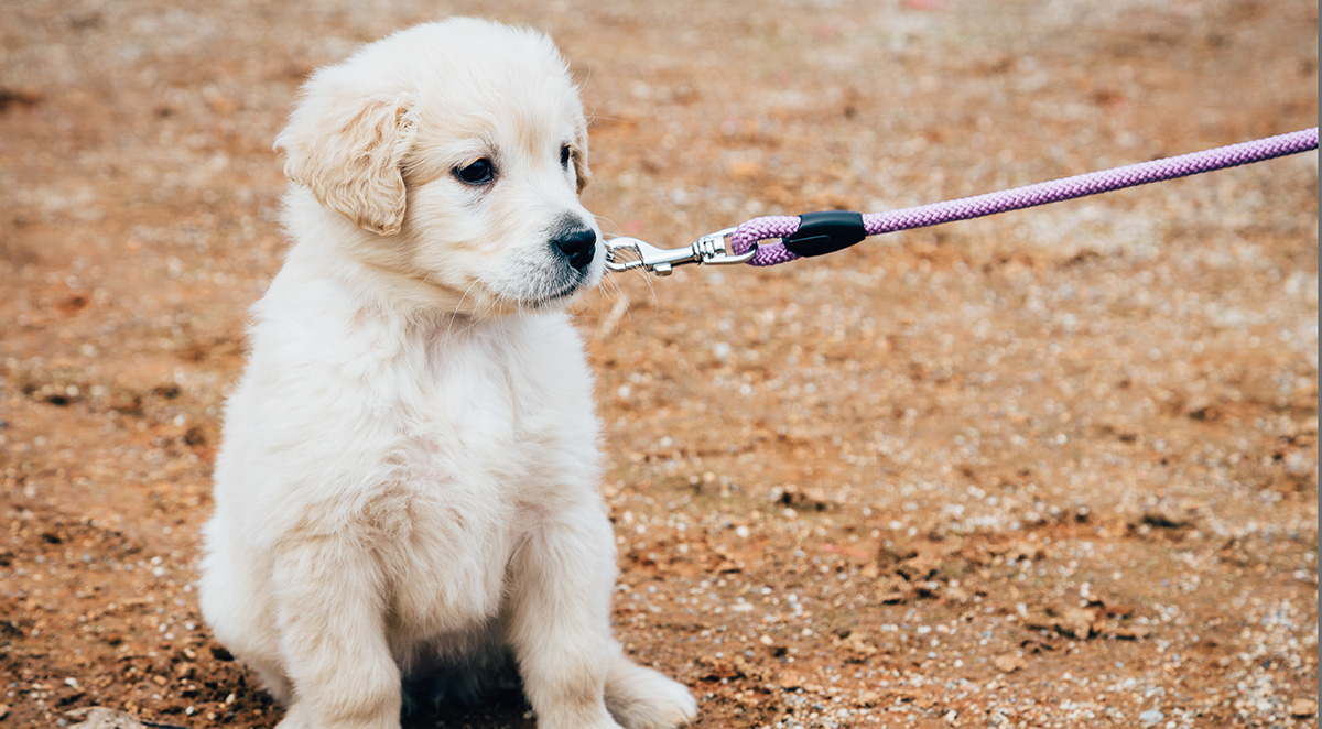 ultimate guide puppy socialization building confidence your young dog 1