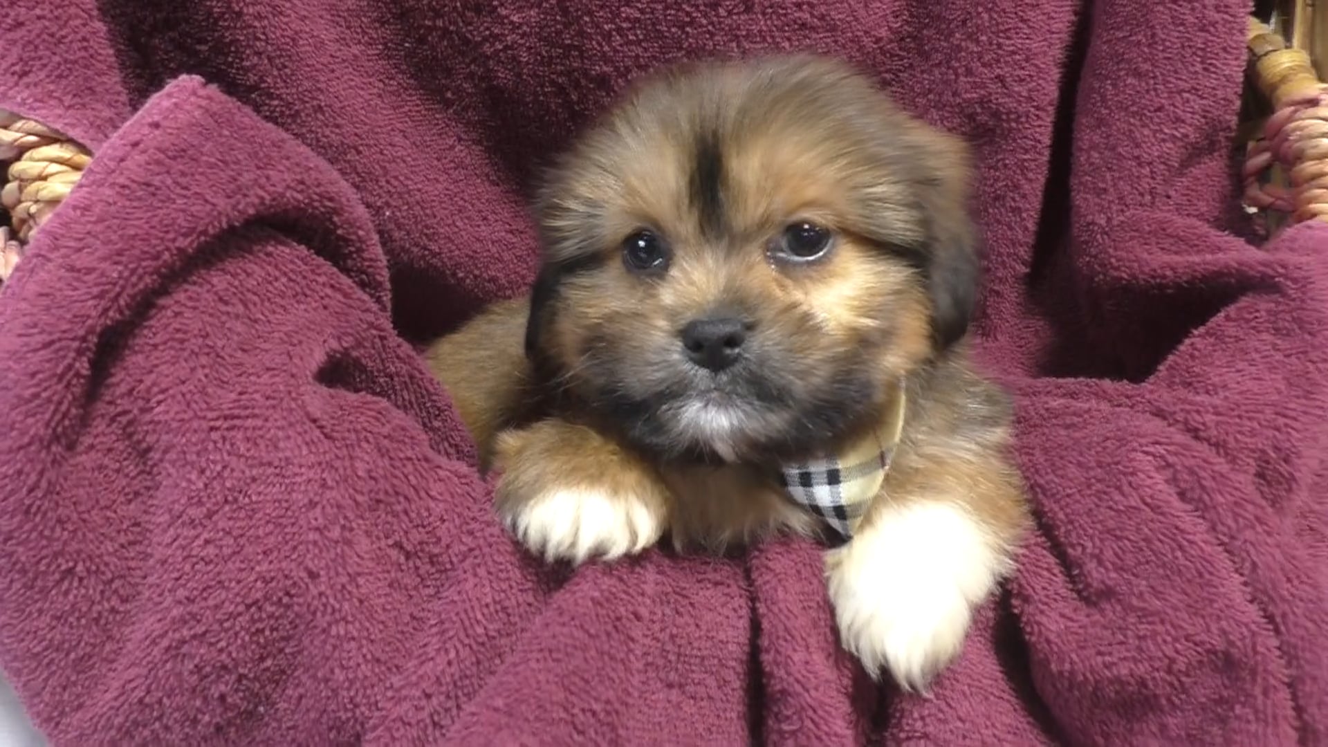 Teacup Maltipoo Puppy for Sale - Mocha(Female) | Velydog, image size:1920x1080