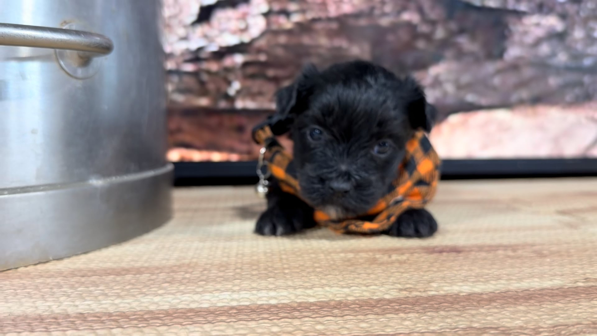 Maltipoo M 8848