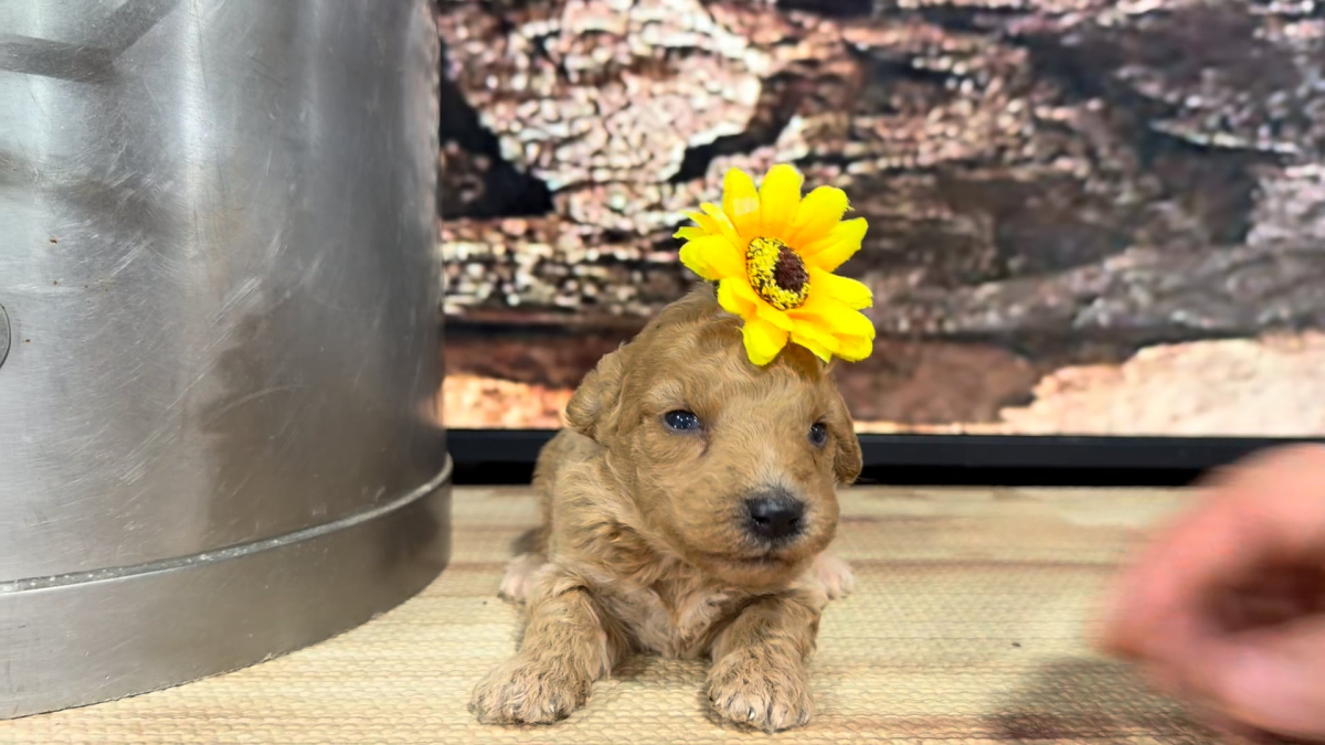 Mini Goldendoodle F 9627