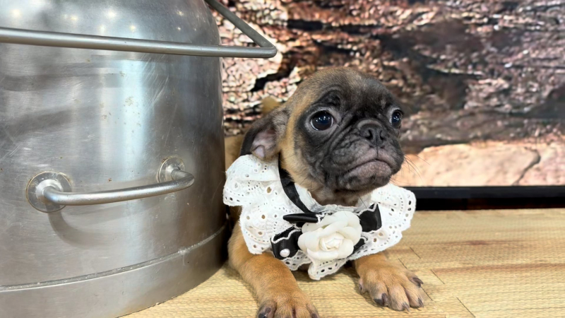 Puggle Fawn &amp; Black F 5063
