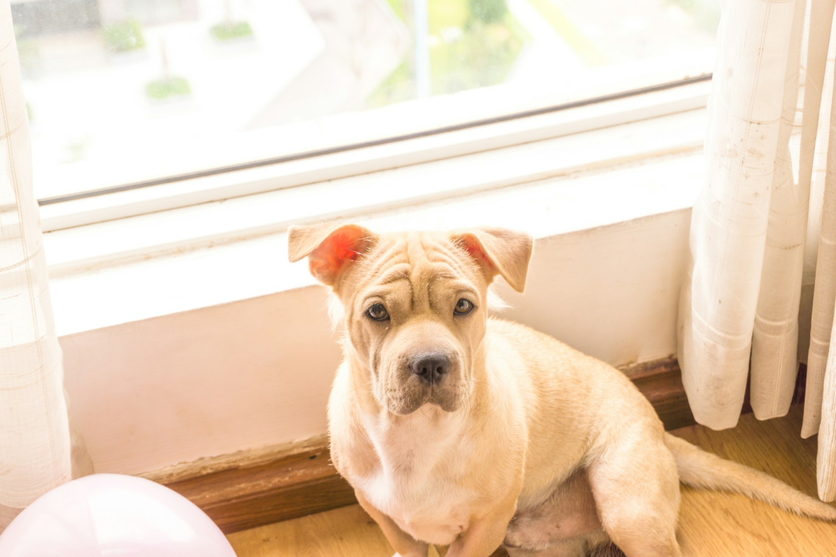 Tips For Introducing Your Puppy To A High-Rise Apartment Post-Move