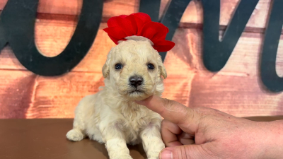 Maltipoo F 4715