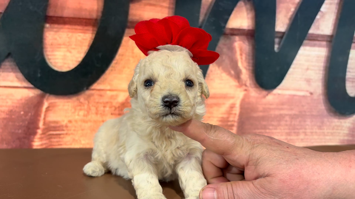 Maltipoo F 4715