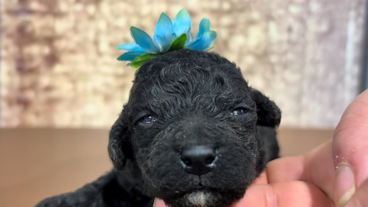 Teacup Cavamoo F 4915