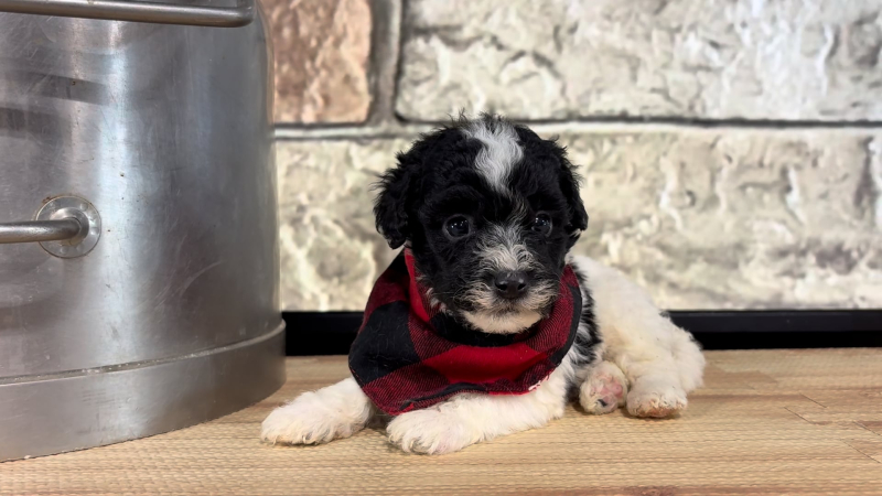 Maltipoo M 4796