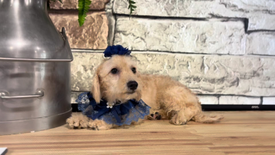 Cavapoo F 4887