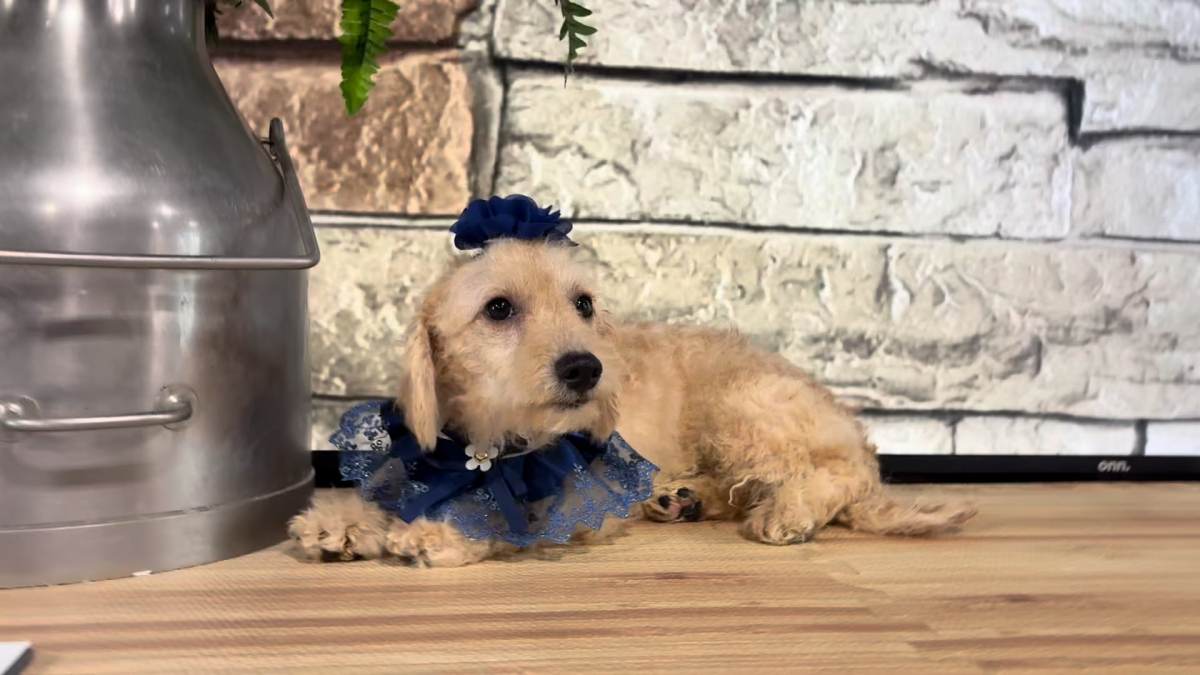 Cavapoo F 4887