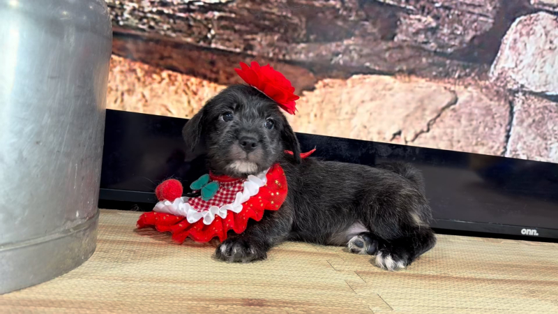 Morkiepoo F 9381