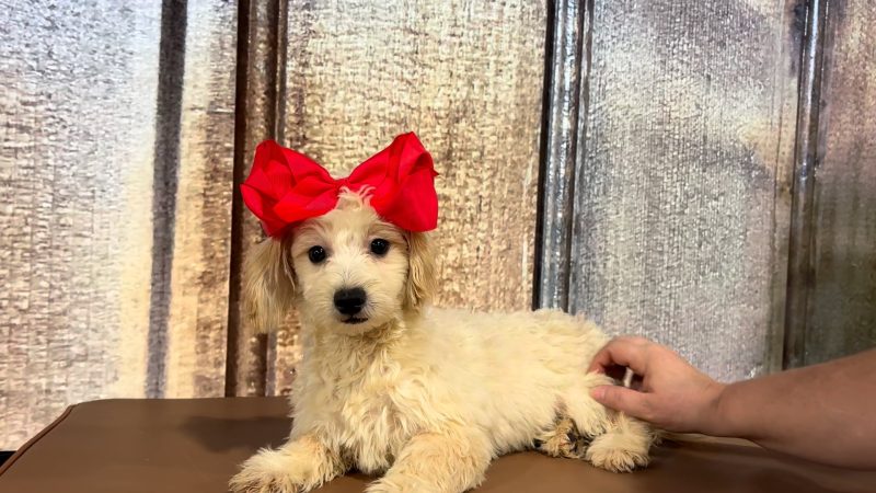 Teacup Morkiepoo F 3399