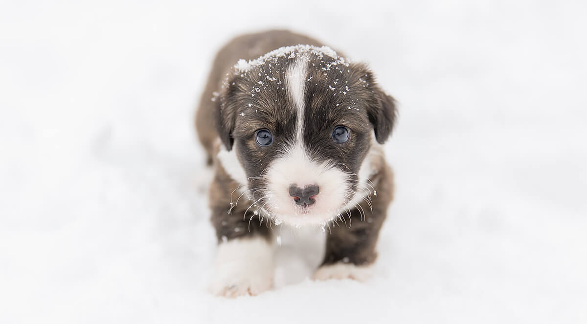 Winter Preparation: Getting Your Small Breed Puppy Ready for Colder Weather