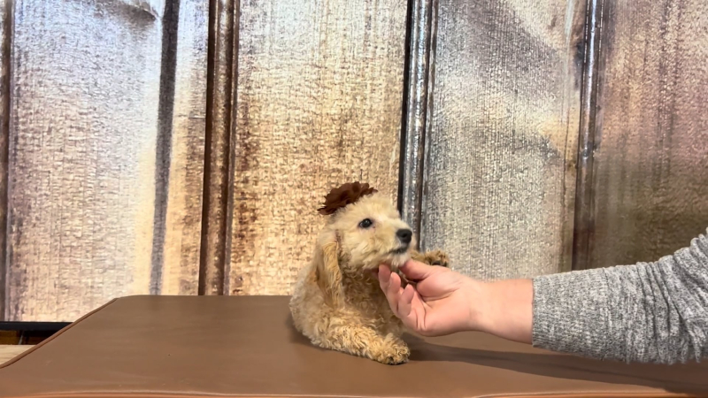 Teacup Maltipoo F 5112