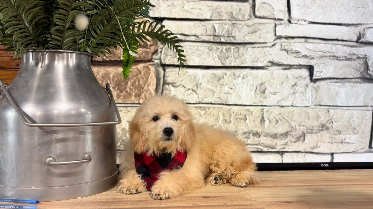Cavapoo M 4890