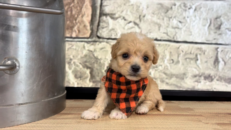 Maltipoo M 4792