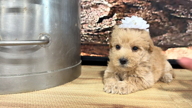 Teddypoo (Malshipoo) Apricot F 9389