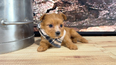 Yorkiepoo M 9394