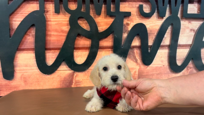 Maltipoo Male 5049