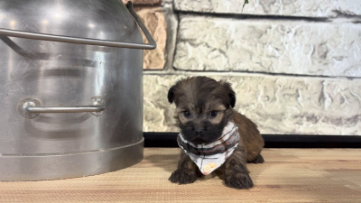 Maltipoo M 4847
