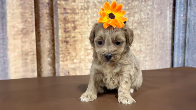 Maltipoo Female 5044
