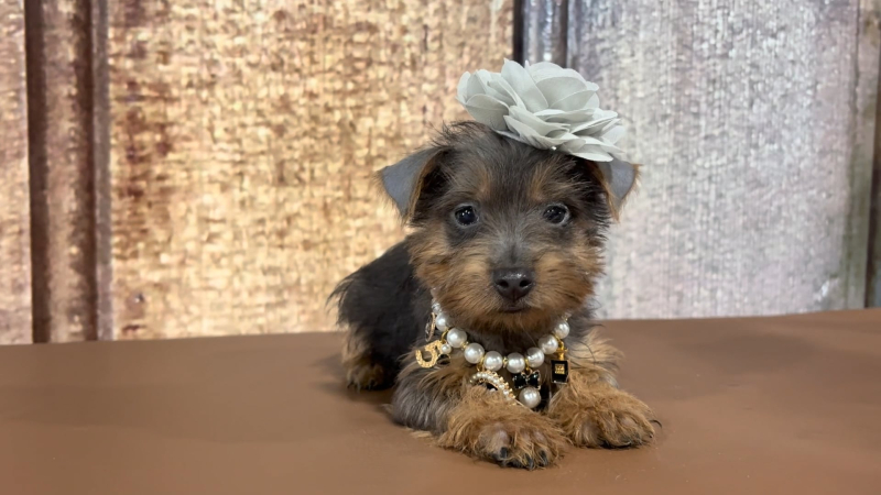 Teacup Yorkshire Terrier Blue/Gold F 2262