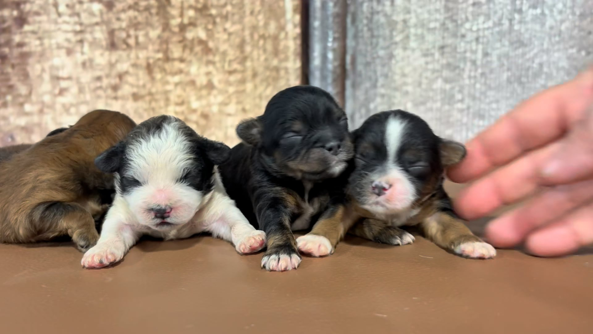 Teacup Malshipoo Puppies, Deposit To Choose