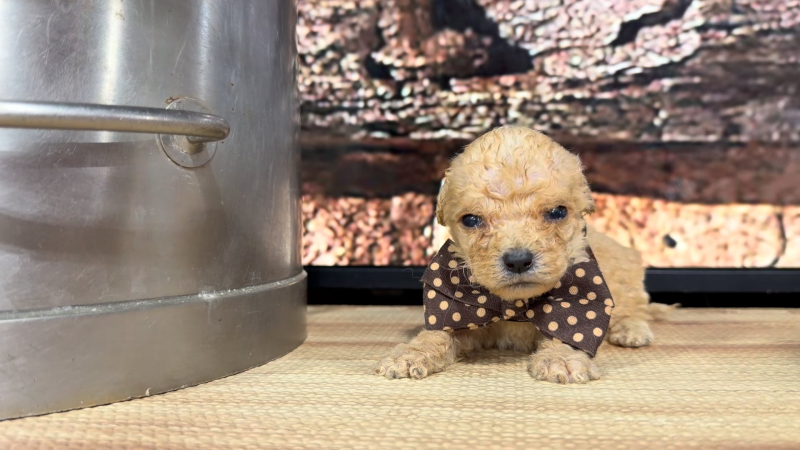 Mini Goldendoodle Apricot M 8912