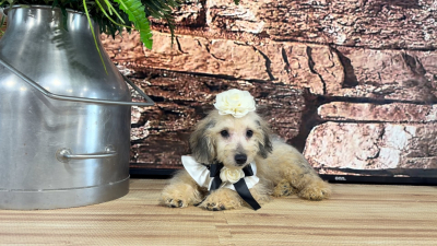 Maltipoo F 4873