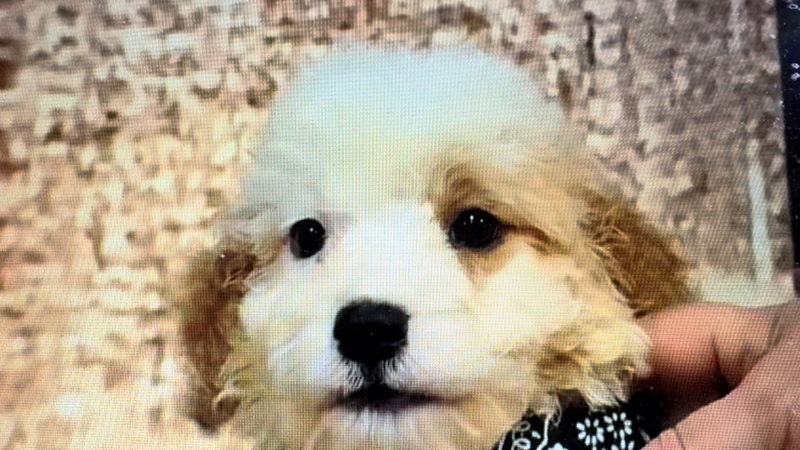 Teacup Teddy Bear M 5032