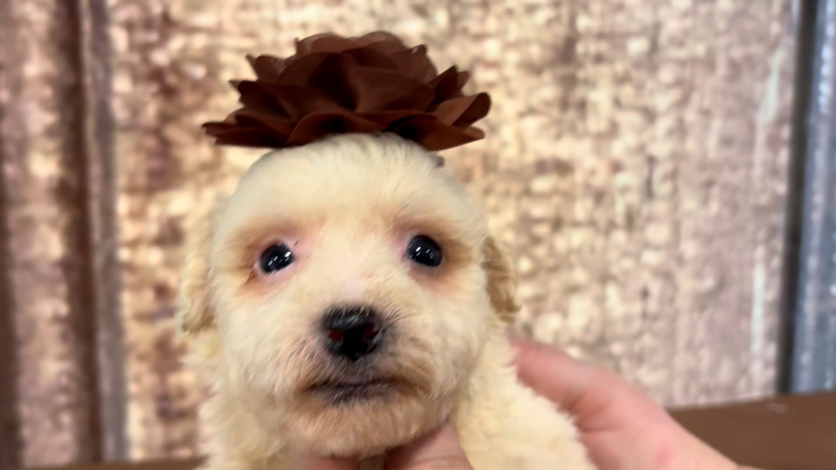 Teacup Cavamoo F 4910