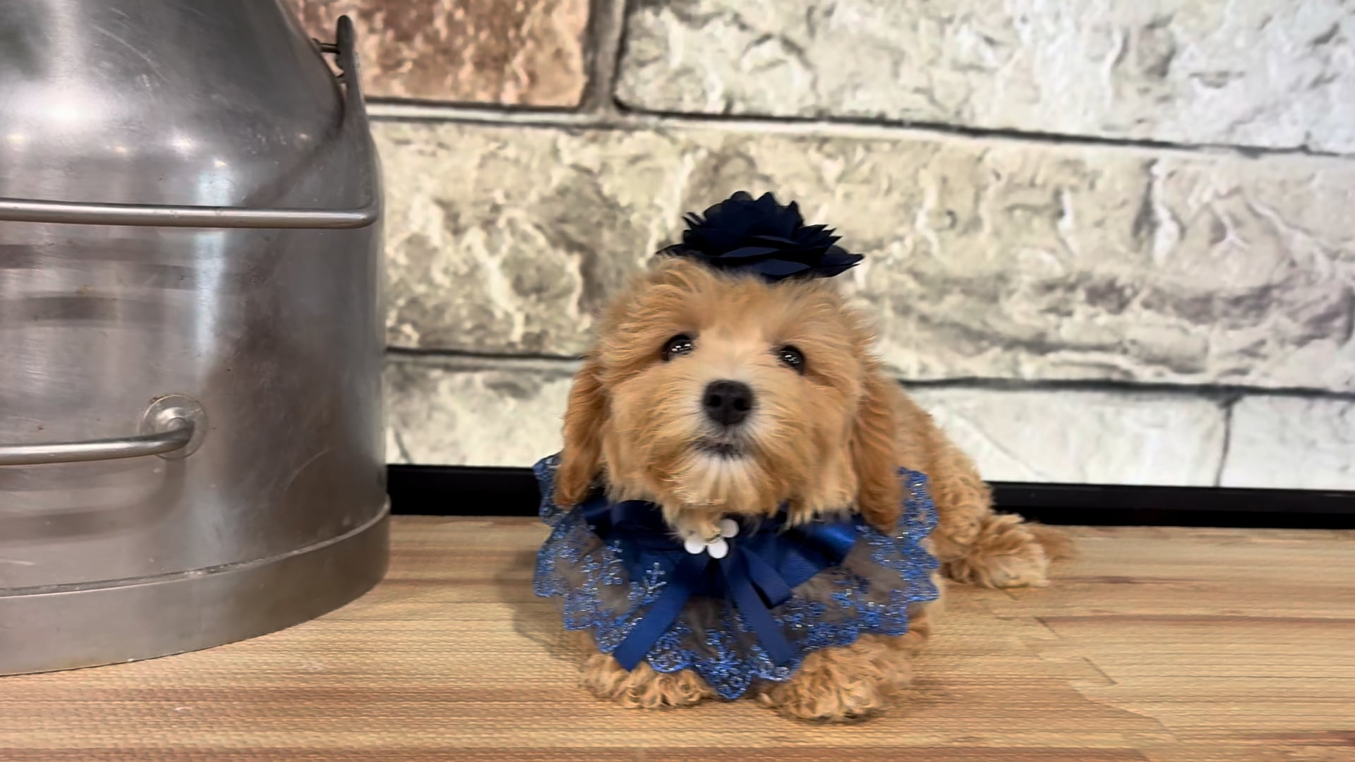 maripooh 1001 maripooh 1001 maripooh 1001 Maltipoo Puppies For