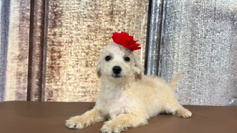 Teacup Morkiepoo F 3620