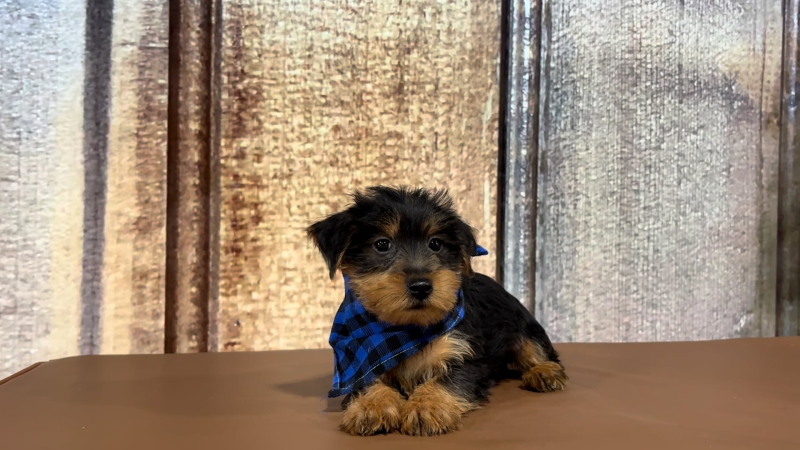 Teacup Yorkshire Terrier M 2272