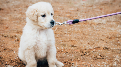 The Ultimate Guide to Puppy Socialization: Building Confidence in Your Young Dog