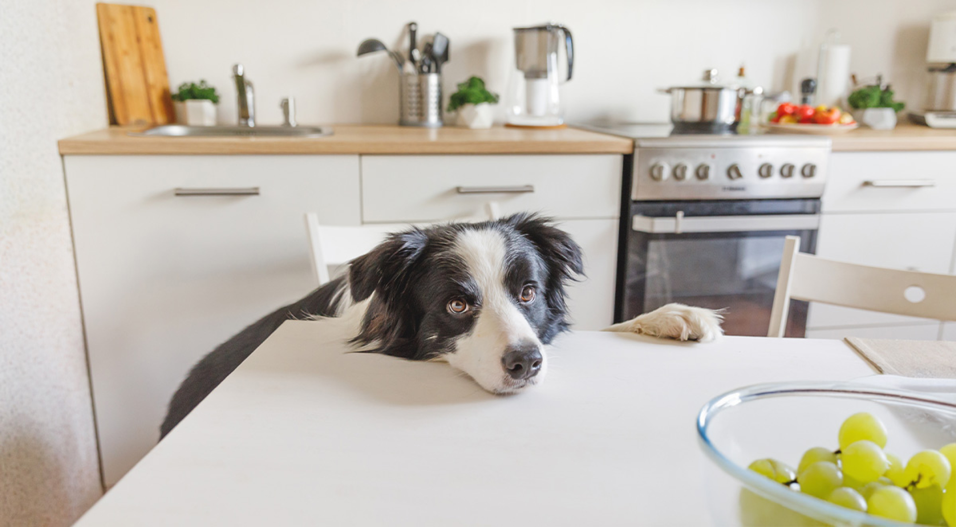 10 Common Foods That Could Harm Your Dog