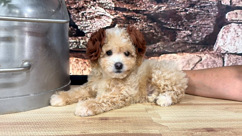 Maltipoo F 4878