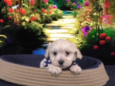 Shichon Teddy Bear Male 9530, Available 3-30-24. Deposit now!