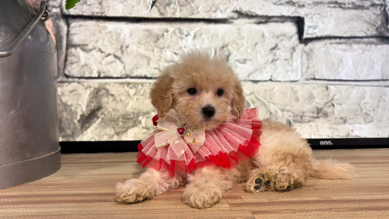 Maltipoo F 4705