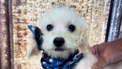 Teacup Morkiepoo M 3608