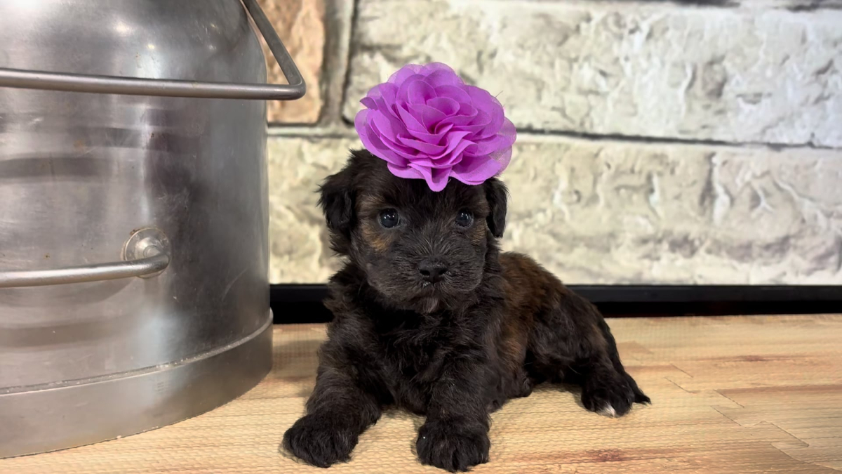 Teddypoo F 4800