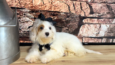 Mini Goldendoodle Funny Face F 4762