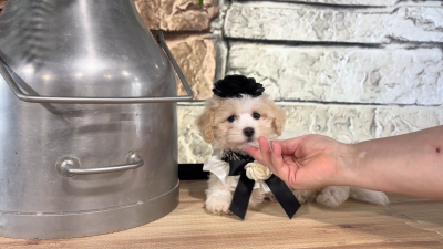 Teddypoo F 4977
