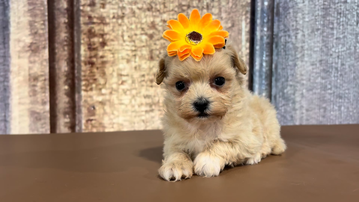 Teacup Malshipoo F 2177